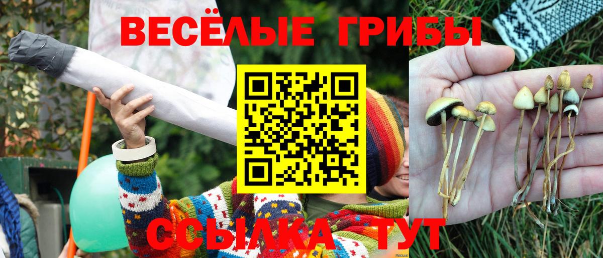 Галлюциногенные грибы Psilocybine cubensis Шумерля